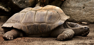 Galápagos(ガラパゴス)の語源となるカメ（ゾウガメ）、の写真画像